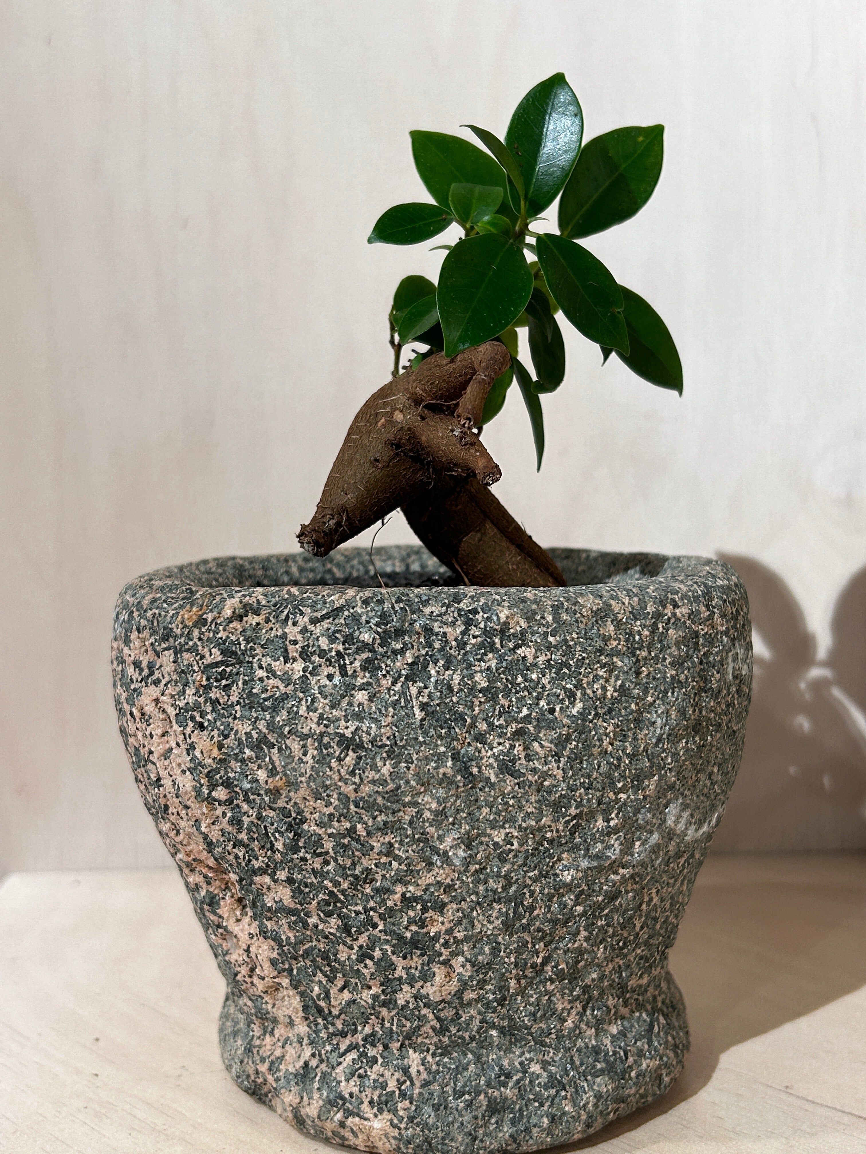 Antiker Steinmörser mit Ficus Ginseng Bonsai (02)