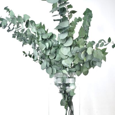 Dried flowers - eucalyptus - green