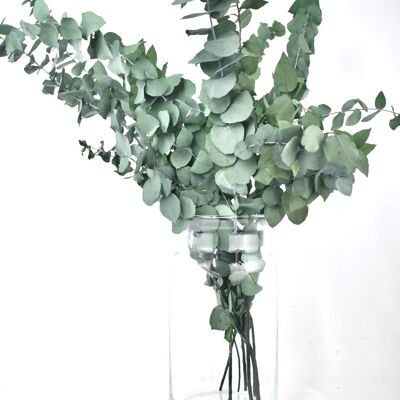 Fleurs séchées - eucalyptus - vert