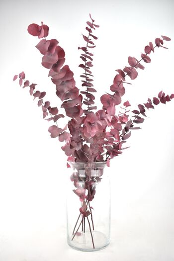 Fleurs séchées - Eucalyptus - rose 1