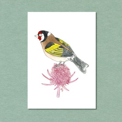 Postkarte Singvogel Stieglitz