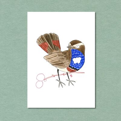 Carte postale Singvogel Blaukehlchen