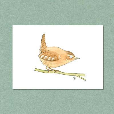 Postkarte Singvogel Zaunkönig