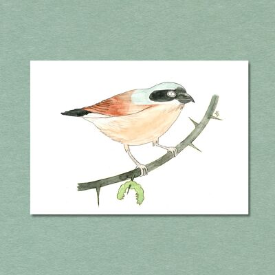 Postkarte Singvogel Neuntöter