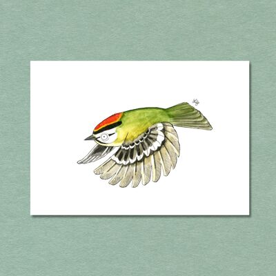 Postkarte Singvogel Sommergoldhähnchen