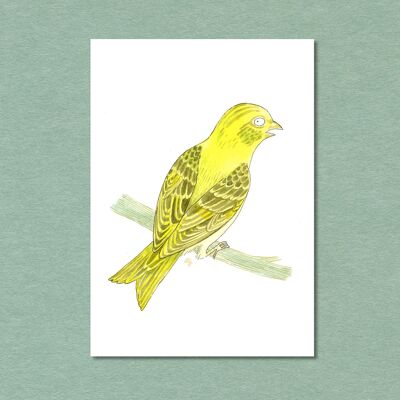 Postkarte Singvogel Girlitz