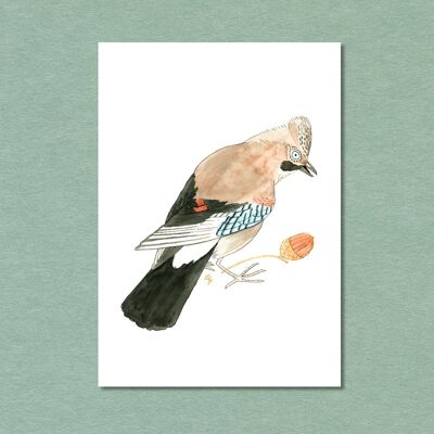Postkarte Singvogel Eichelhäher