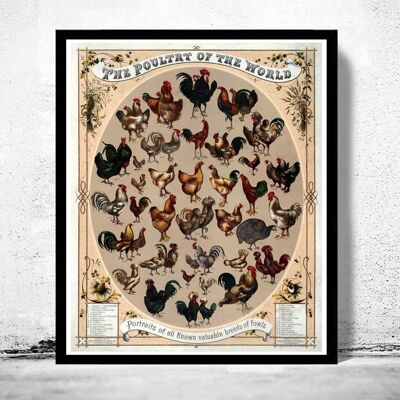 Vintage Poster The Poultry of the world 1868 | Vintage Map Wall Art Print | Large Poster Print | Home Decor Wall Art
