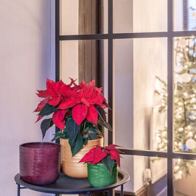 Jardinera Poinsettia Ondulada Dorada H10.5 cm de profundidad y 12 cm