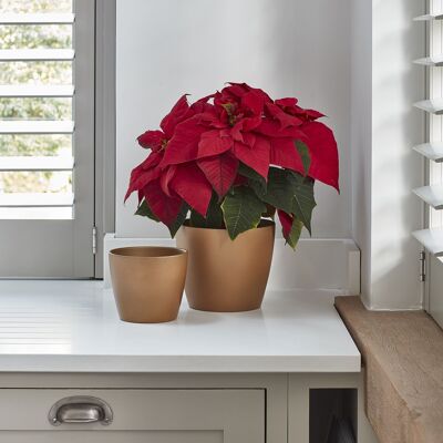 Vaso Poinsettia oro spazzolato H17Cm D20Cm