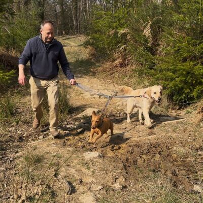 Henry Wag Dog Training Lead