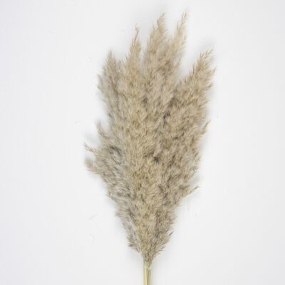 SET OF 5 NATURAL BROWN PAMPAS