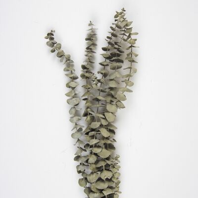 SET OF 5 EUCALYPTUS BRANCHES