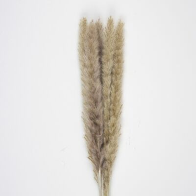 SET OF 5 NATURAL BROWN PAMPAS DOUDOU