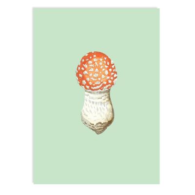 Amanita muscaria de postal