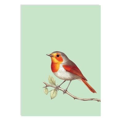 Postcard Robin (Redbreast)
