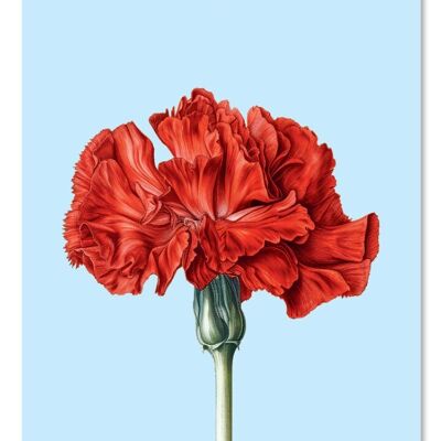 Etiqueta de regalo clavel (flor)