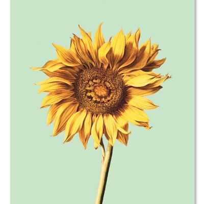 Sunflower gift tag