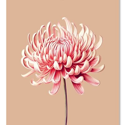 Gift tag chrysanthemum (flower)