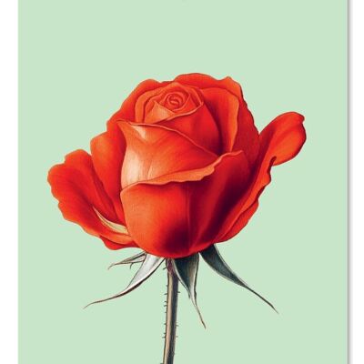 Etichetta regalo rosa
