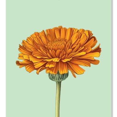 Gift tag marigold