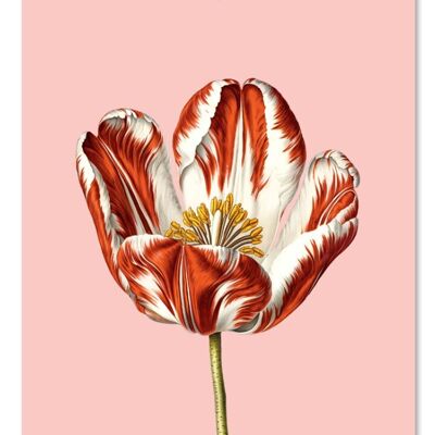 Tulip gift tag
