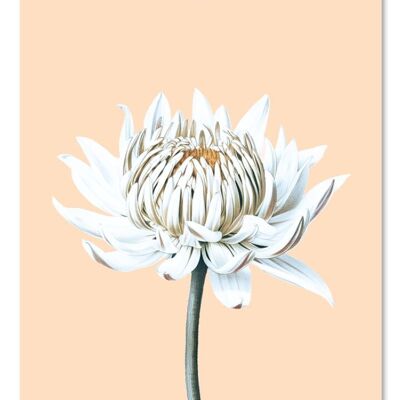 Dahlia gift tag