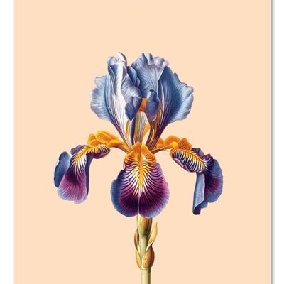 Gift tag Iris (flower)