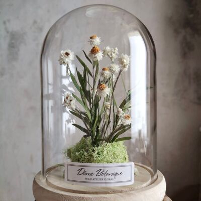 Botanical Dome "Sand Immortelle, dried flower bell - Large