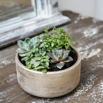 Tivoli Bowl White Gold H8CM D16CM
