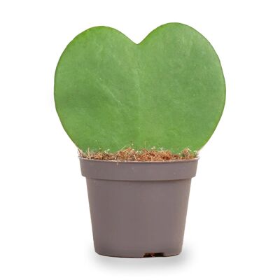 Hoya Kerrii - Plante-cœur - ↑ 10 cm - ⌀ 6 cm