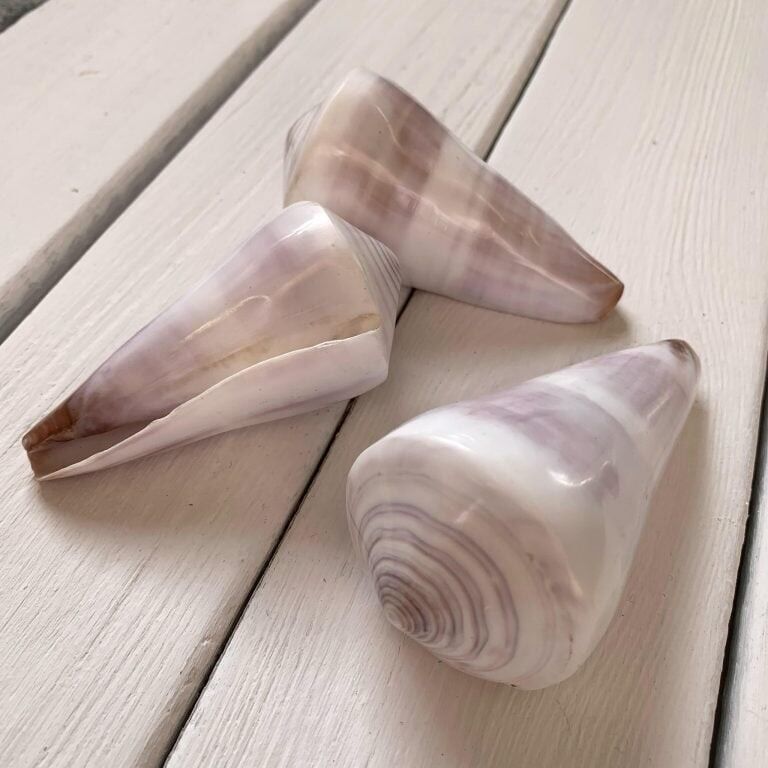 Shell Cone White/ Purple; Set of 3 Pieces