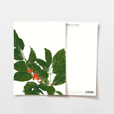 Postcard coffee branches, FSC certified