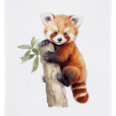 Strofinaccio bianco, PICCOLO PANDA