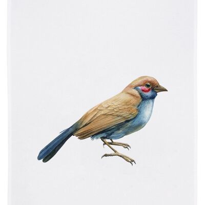 White tea towel, TROPICAL BIRD