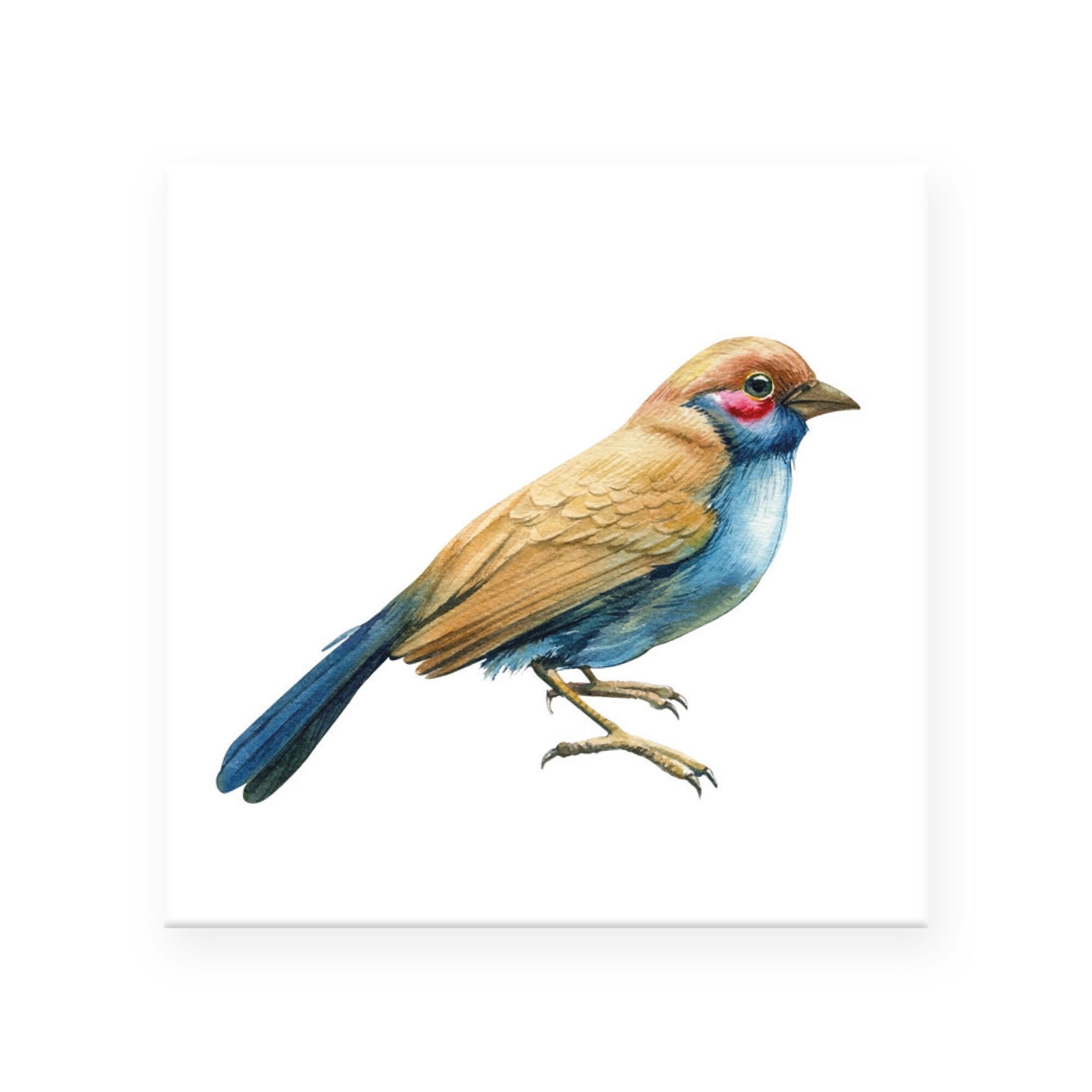 Magnet "Singing Bluethroat" (5x5cm) – Feathered Friend