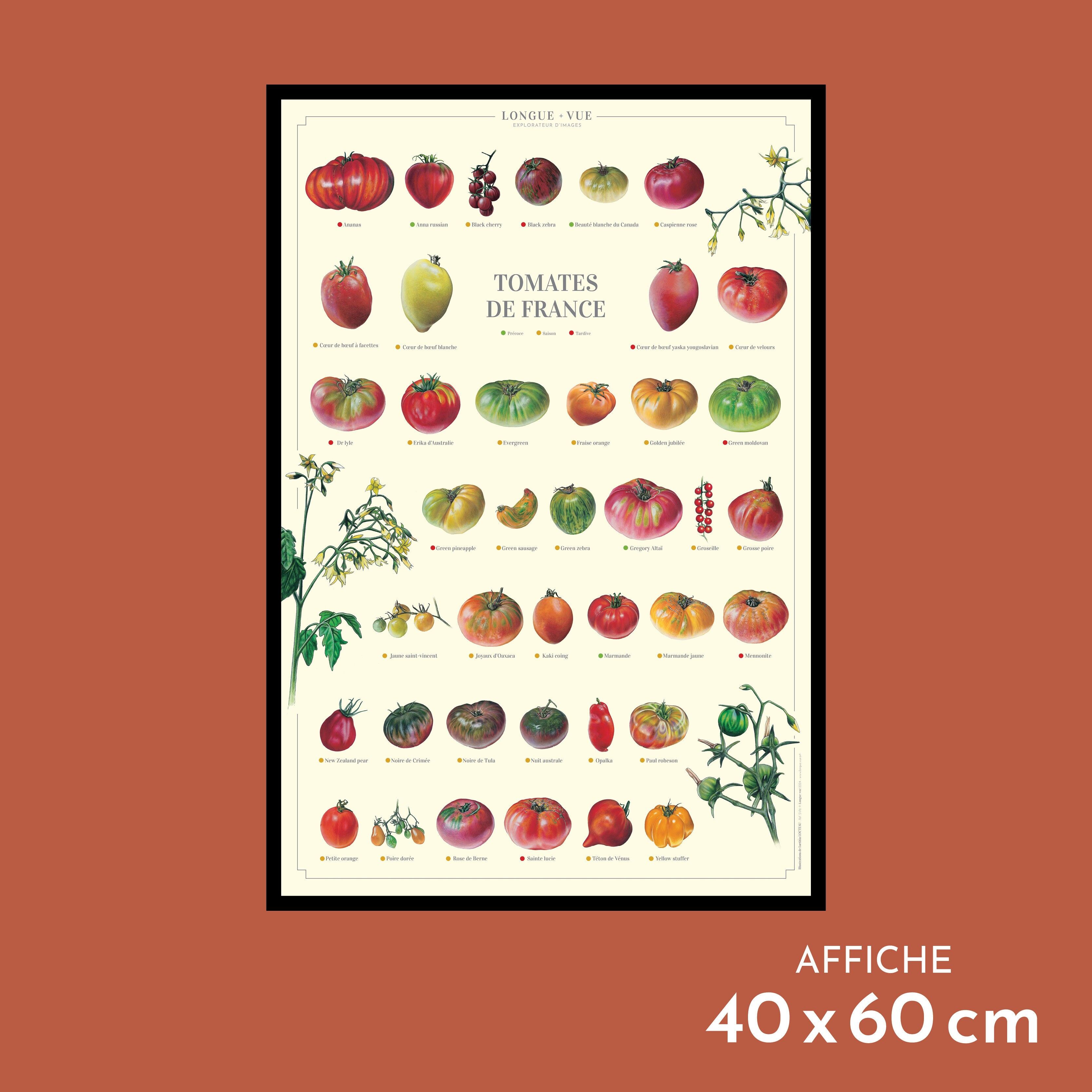Plakat - Tomates de France - 40 x 60 cm