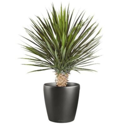 Pianta di dracaena artificiale da 75 cm