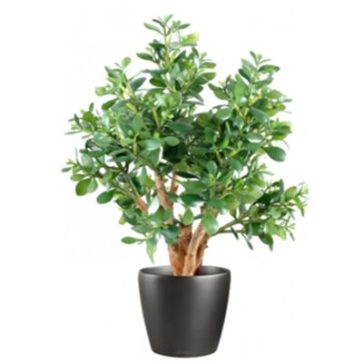 Planta de jade artificial de lujo de 70 cm