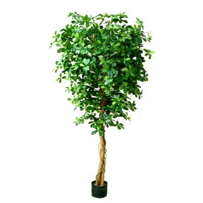 Olivier noir ignifuge de 180 cm avec 2 925 feuilles et tronc naturel