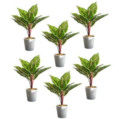 Confezione da 6 Calathea Veitchiane in vaso da 38 cm