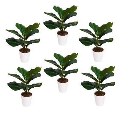 Confezione da 6 piante di fico violino in vaso da 38 cm
