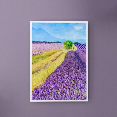 Lavender Fields, France - A6 Postcard with Envelope