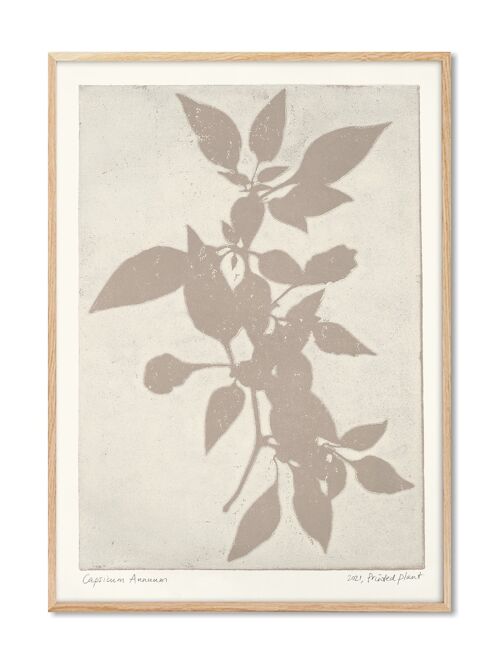 Capsicum Annuum - PrintedPlant - 30x40 cm