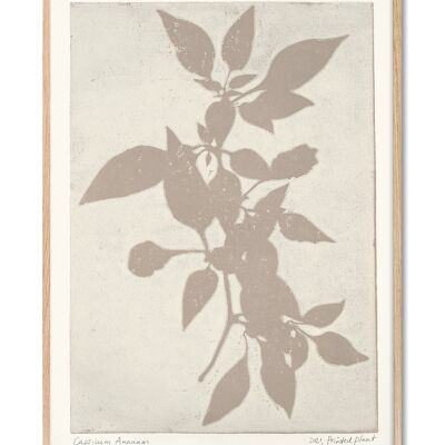 Capsicum Annuum - PrintedPlant - 30x40 cm