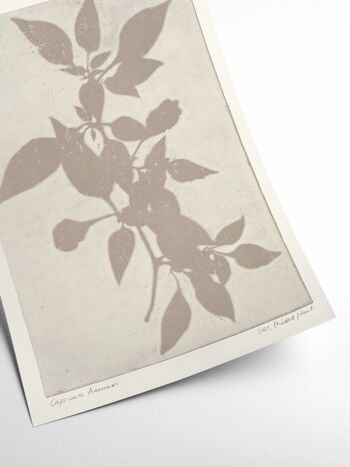 Capsicum Annuum - Plante Imprimée - 30x40 cm 2