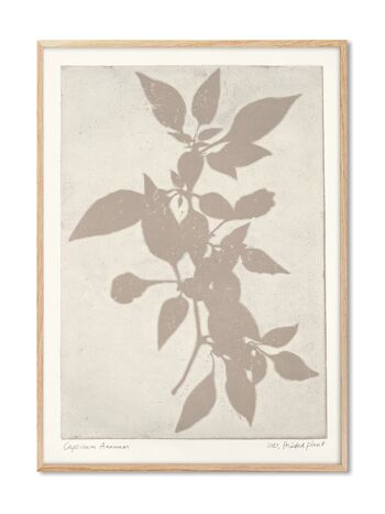 Capsicum Annuum - Plante Imprimée - 50x70 cm 1