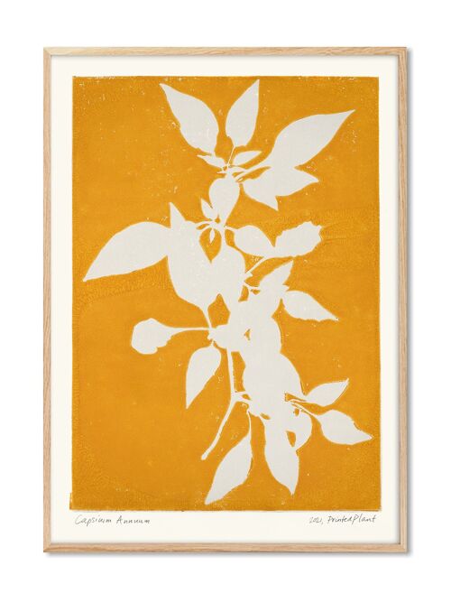 Capsicum Annuum II - PrintedPlant - 30x40 cm