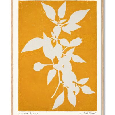 Capsicum Annuum II - Plante Imprimée - 50x70 cm