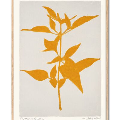 Eupatorium Rugosum - PrintedPlant - 30x40 cm